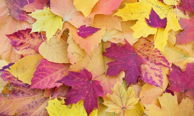 Versbarátok klubja - novemberi versek