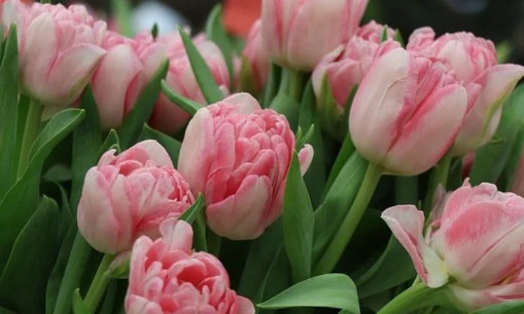 Nőnapi verses köszöntő - Költőnők a Wekerlei Könyvtárban