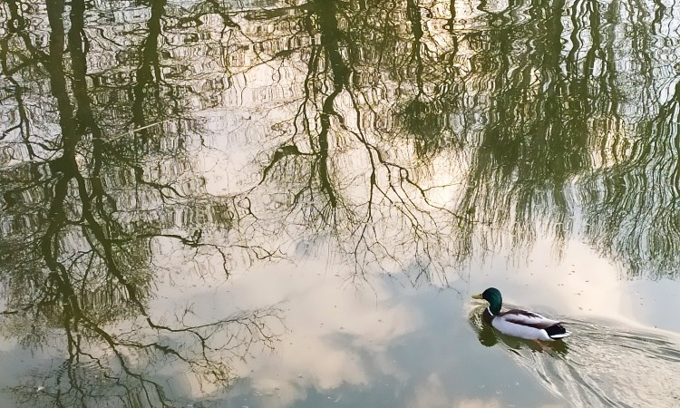 Madarak és fák könyvtáros szemmel - Wekerlei világjárók
