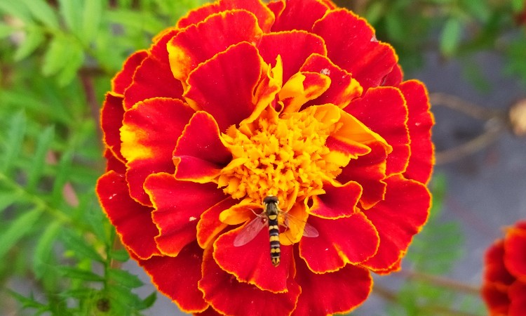 2023. évi október havi programok a Wekerlei Könyvtárban