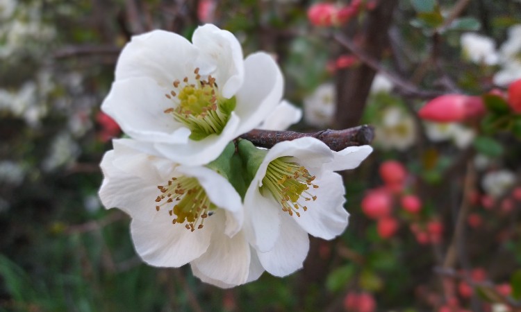 A Wekerlei Könyvtár 2021. évi április havi online programjai