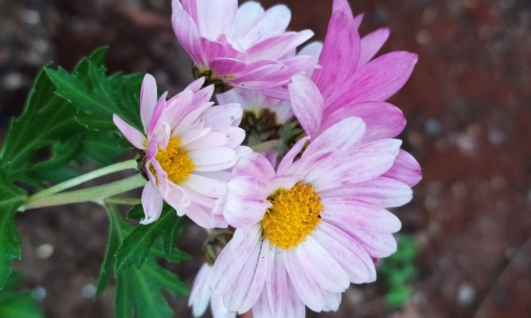 Pedagógusnapi köszöntő :: 2025.05.31-06.01.