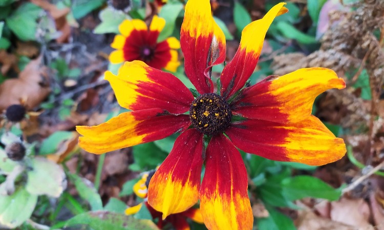 2024. évi szeptemberi programok a Wekerlei Könyvtárban