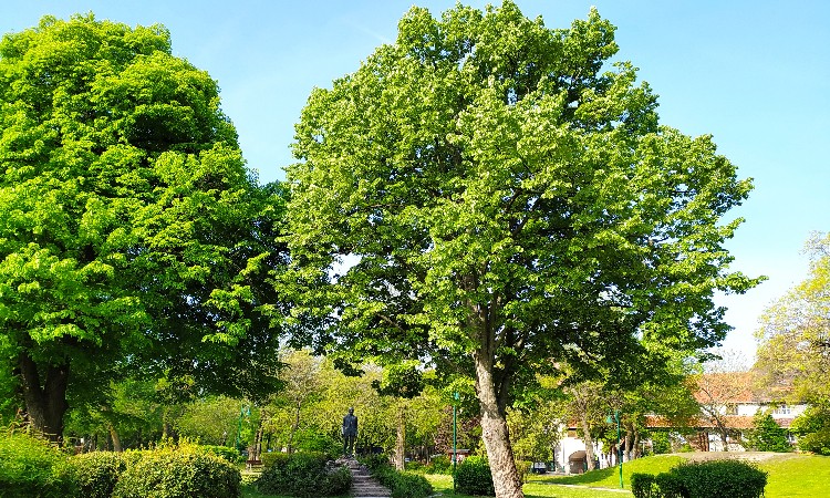 Madarak és fák könyvtáros szemmel - Wekerlei világjárók :: 2024.05.10-31.