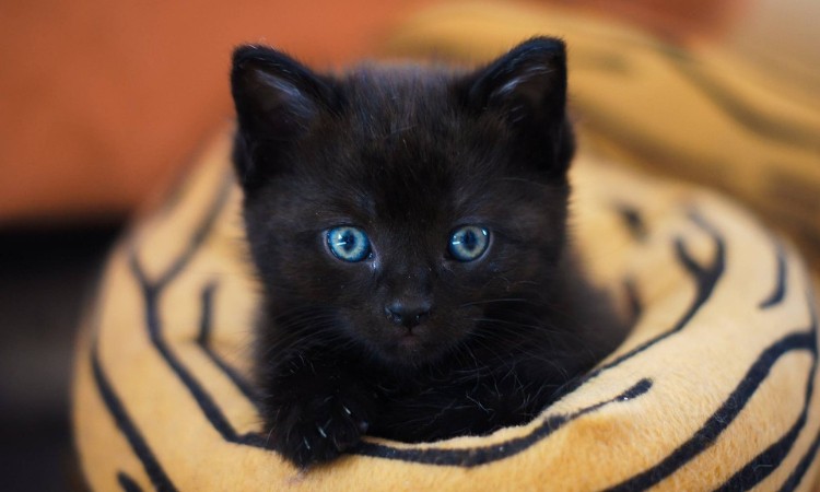 „Péntek volt és 13 ...” - egy szerencsés-szerencsétlen nap