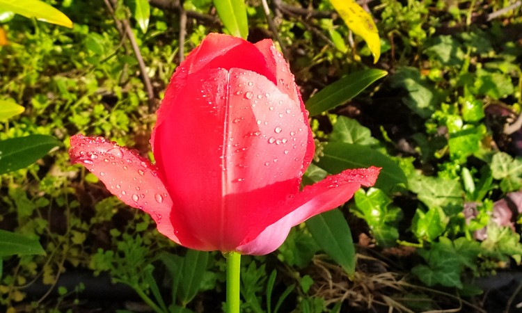 Versek anyák napjára szeretettel :: 2024.05.04-05.