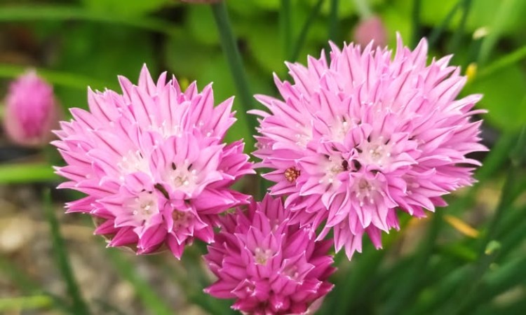 Versek anyák napjára szeretettel :: 2025.05.03-04.