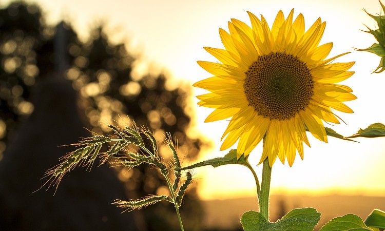 Nyári költők, nyári versek - Versbarátok klubja :: 2024.06.07.