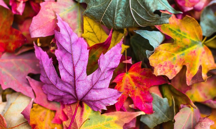 Őszköszöntő online versek hete :: 2024.09.02-08. - Válogatás felnőtteknek