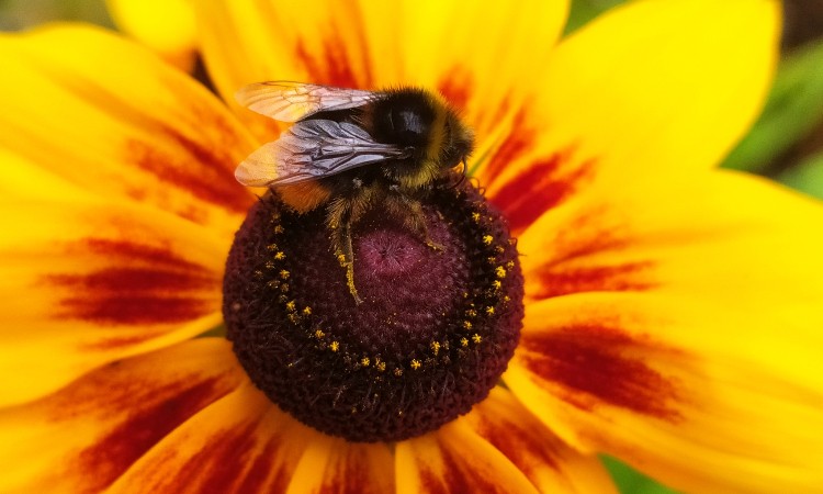 Wekerle bódítóan illatos, színes virágai - Nyári Wekerle fotókon egy héten át