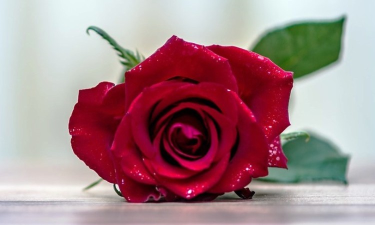 Nőnapi köszöntő francia sanzonokkal!