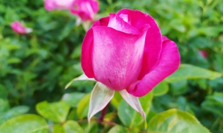 2021. évi június havi programok a Wekerlei Könyvtárban