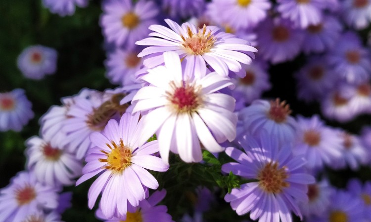 2023. évi novemberi programok a Wekerlei Könyvtárban