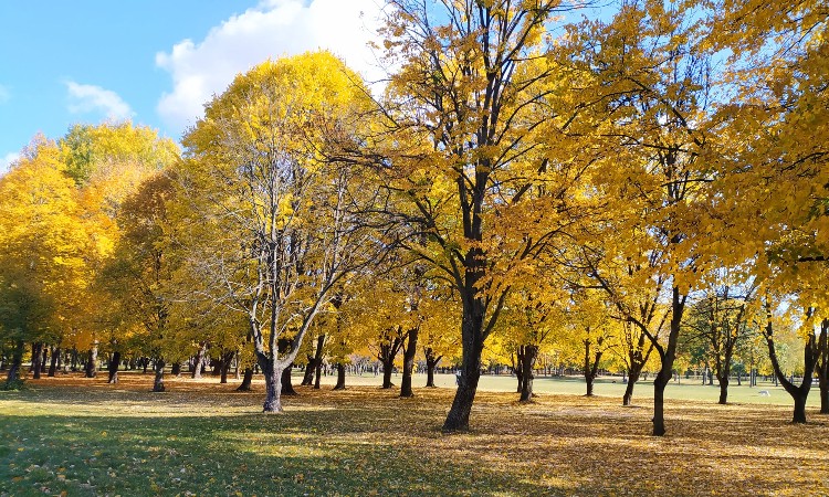Versbarátok klubja - Őszies költemények