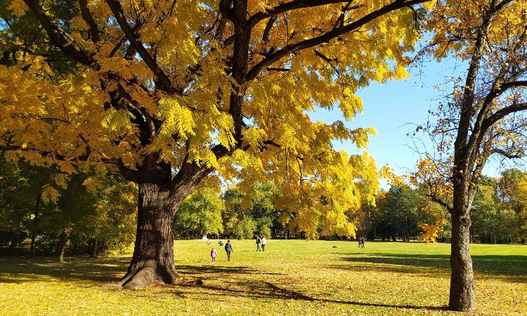 Fotós séta őszies hangulatban - Wekerlei világjárók :: 2024.10.11-31.