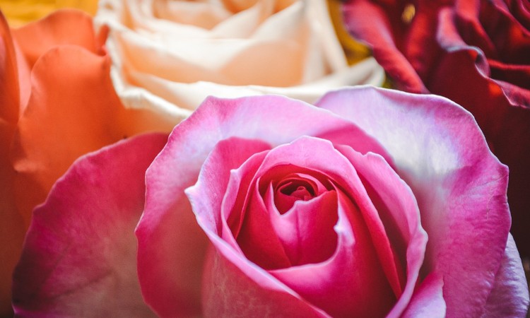 Sanzonok világa Nőnapi köszöntő :: 2024. 03. 08.