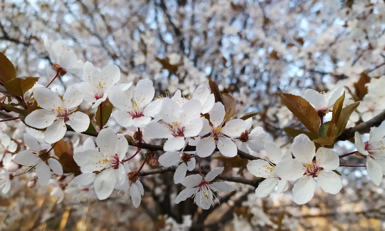 Tavaszi ünnepek március 21-én