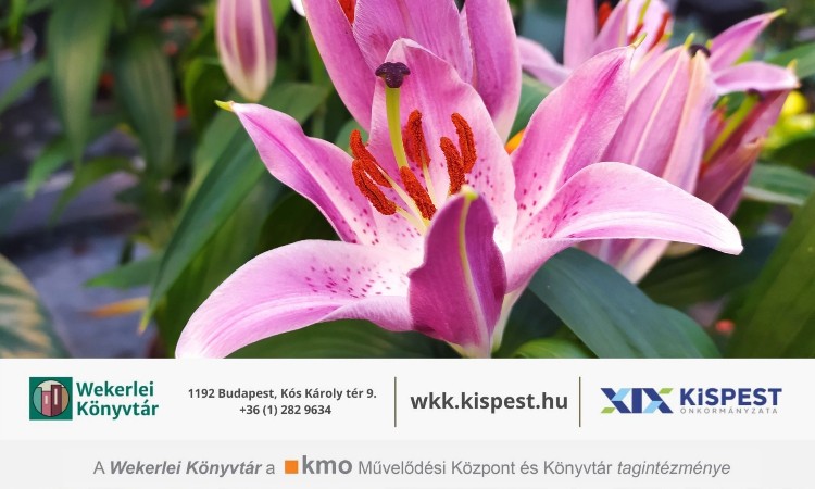 Pedagógusnapi verses köszöntő