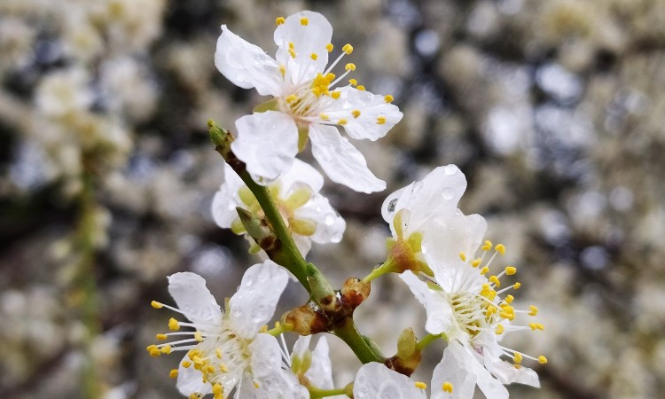 2023. évi április havi programok a Wekerlei Könyvtárban