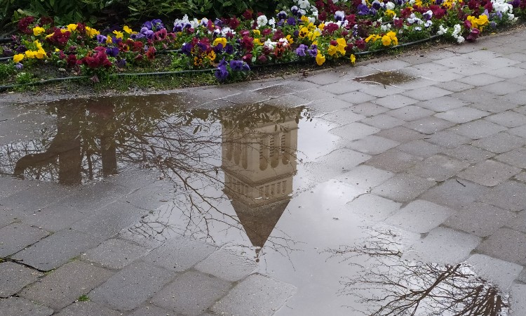 Egy esős nap szépségei Wekerlén - Nyári Wekerle fotókon egy héten át