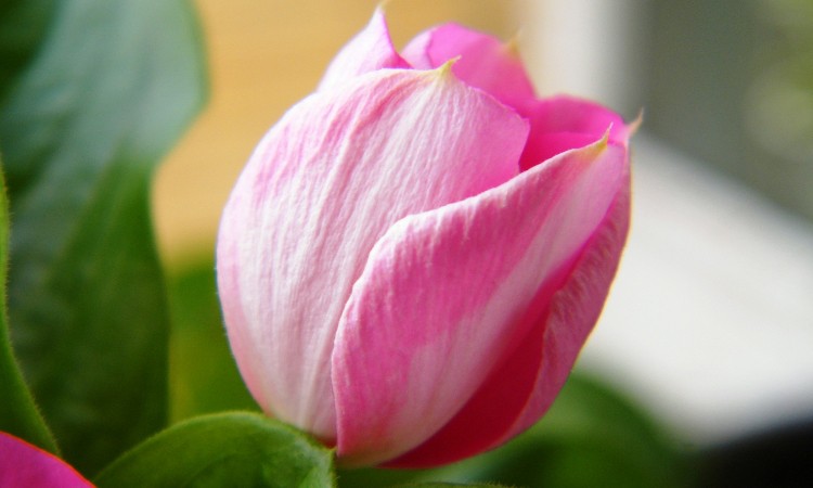 Nőnapi és tavaszhívogató dallamok