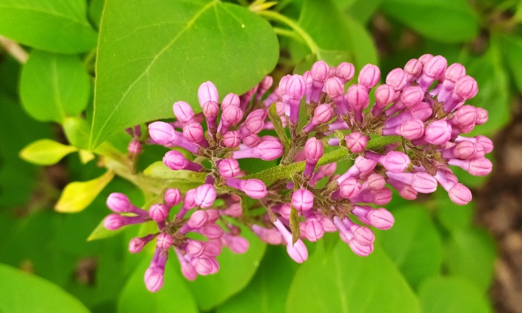 Pedagógusnapi verses köszöntő