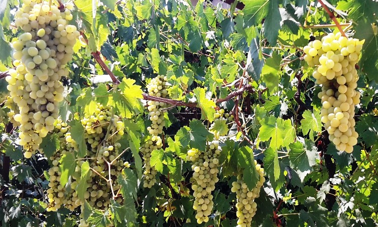 Őszi francia dallamok