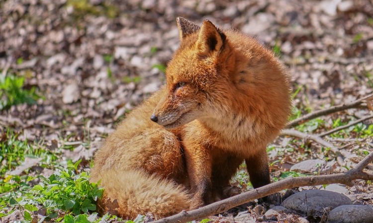 Aktuális kulturális  - A kis VUK is szépkorú, 80 éves lett