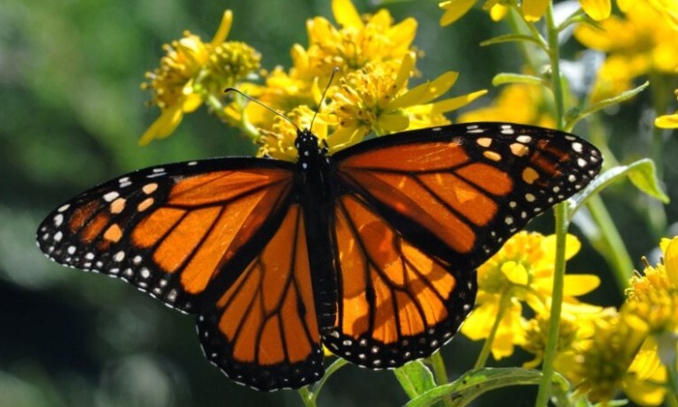 Petőfi Sándorra emlékezve - Petőfi versek gyerekeknek