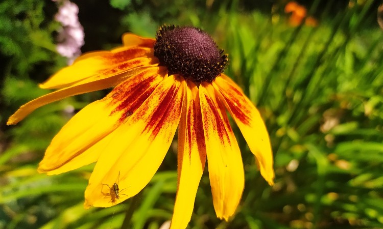 A magyar nyelv napja egy héten át :: 2023. 11. 13-19.