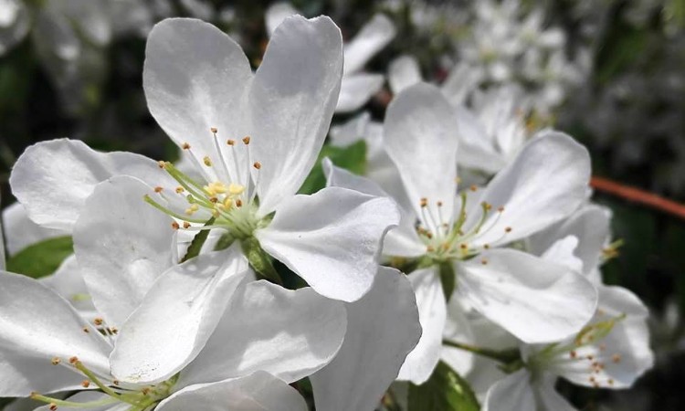 Virtuális verselés a költészet világnapja alkalmából