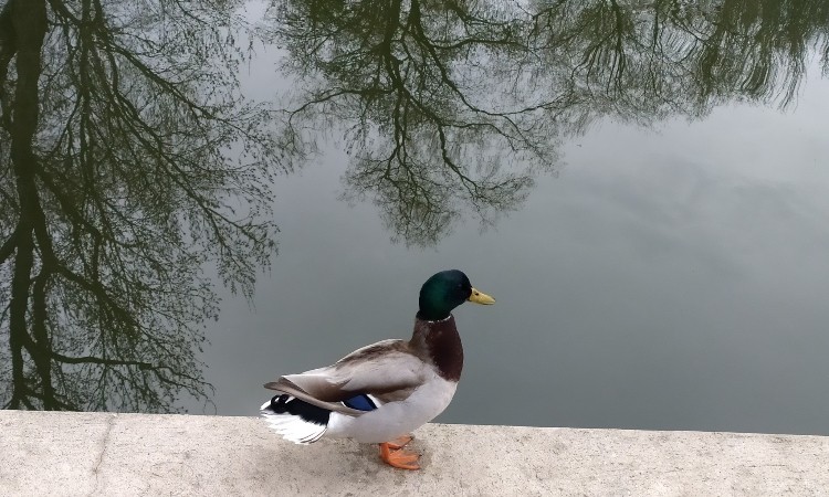 Madarak és fák könyvtáros szemmel - Wekerlei világjárók :: 2026.05.09-31.