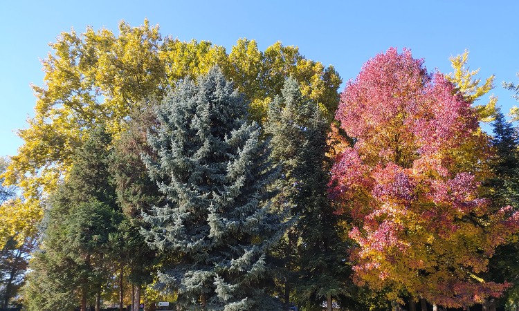 Őszköszöntő versek hete :: 2025.09.01-07.