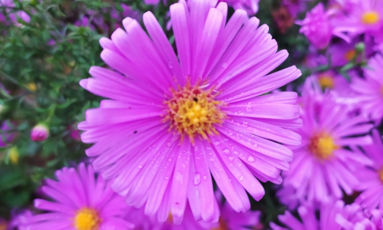 Versek anyák napjára szeretettel :: 2025.05.03-04.