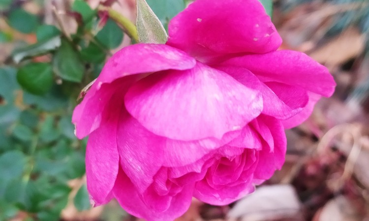 Virágos fotók ANYÁK NAPJÁRA szeretettel :: 2025.05.03-04.