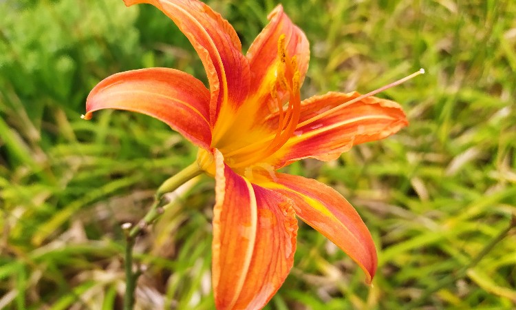 Versek anyák napjára szeretettel :: 2024.05.04-05.