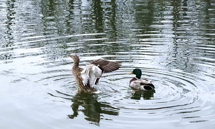 Tavaszi fák, virágok, madarak képeken - Wekerlei világjárók :: 2025.05.10-31.