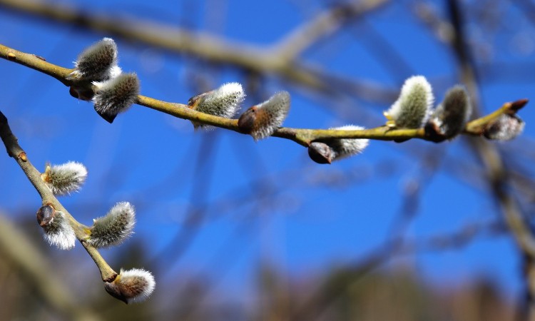 Aktuális kulturális - Virágvasárnap