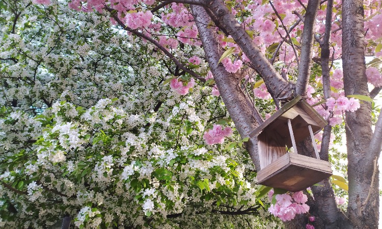 Tavaszi fák, virágok, madarak képeken  - Wekerlei világjárók :: 2025.05.10-31.