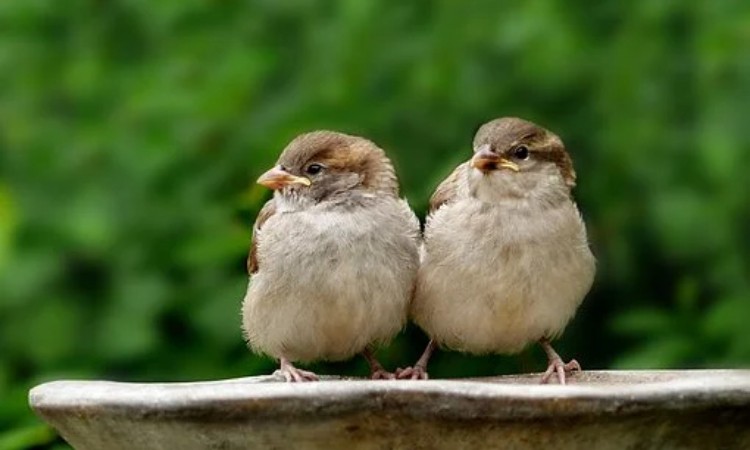 Bálint-napi hiedelmek