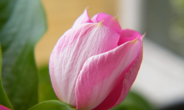 Pedagógusnapi köszöntő szép versekkel