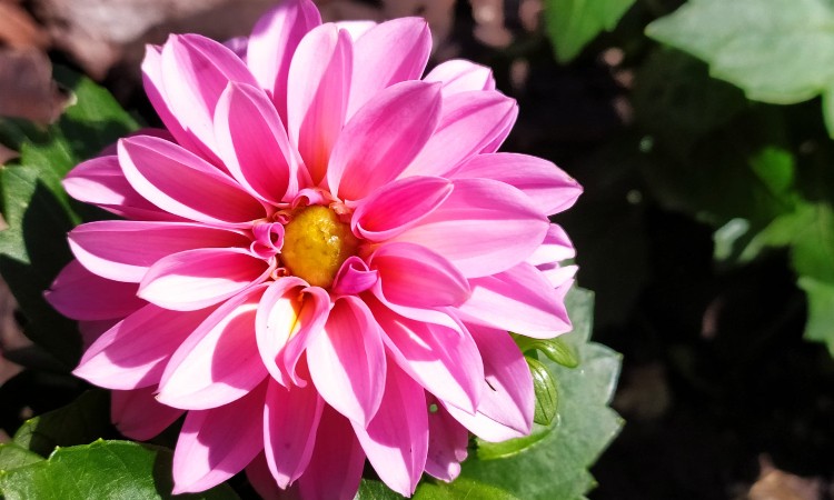 Versek ANYÁK NAPJÁRA szeretettel