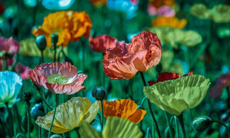 Heti színes gyerekeknek és felnőtteknek