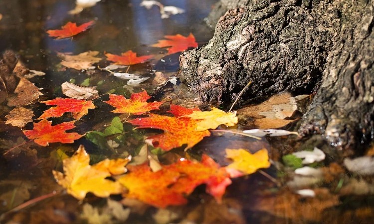 2020. évi november havi programok a Wekerlei Könyvtárban