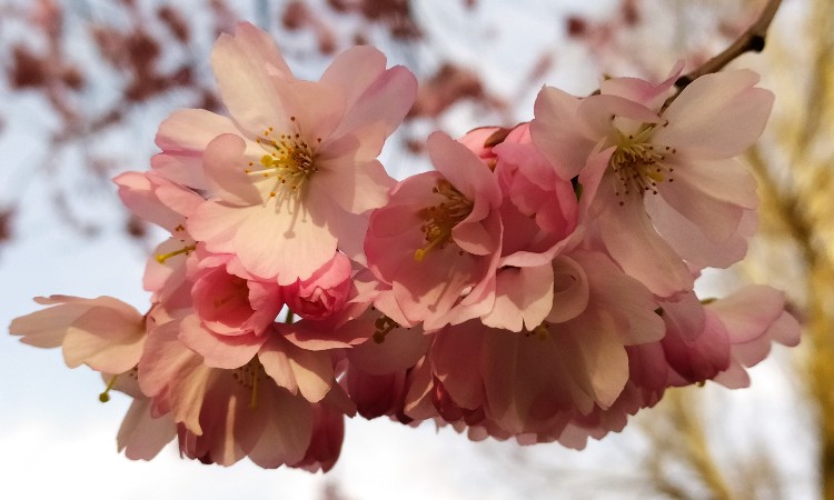 Versek Anyák napjára szeretettel