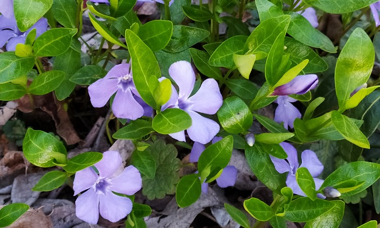 Irodalmi léleksimogató - Juhász Magda: Áprilisi szél