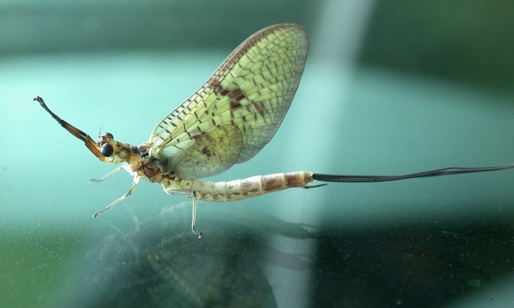 Aktuális kulturális - Tiszavirágok virágzása a Tiszán