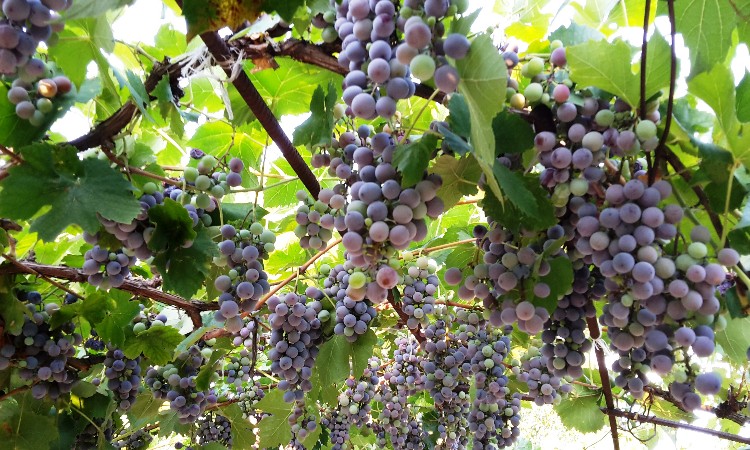 Versbarátok klubja - őszi versek