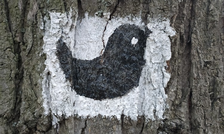 Tavaszi fák, virágok, madarak képeken - A madarak és fák napja /május 10./