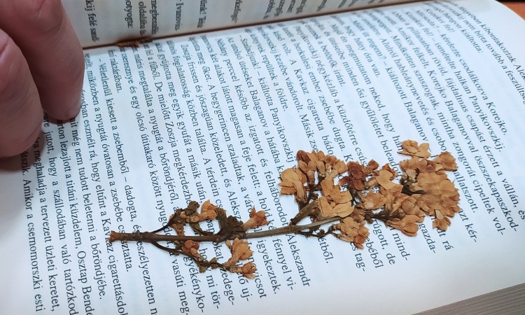 NYÁRI KÖNYVES AJÁNDÉKNAPOK - KEDDI VÁLOGATÁS - 2023. 06. 06.